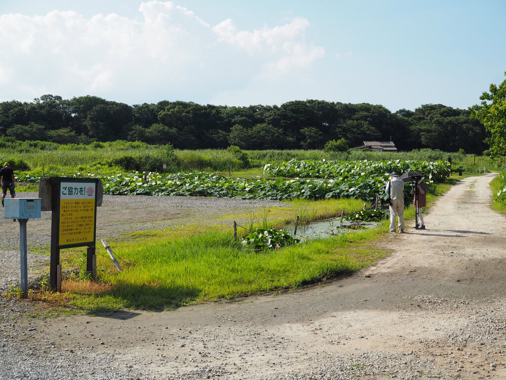 奇跡！見ると幸せになる「双頭蓮」が咲いた！（諫早市・唐比ハス園