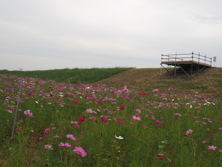 2022.10.16 諫早市不知火橋下のコスモス畑PA161727