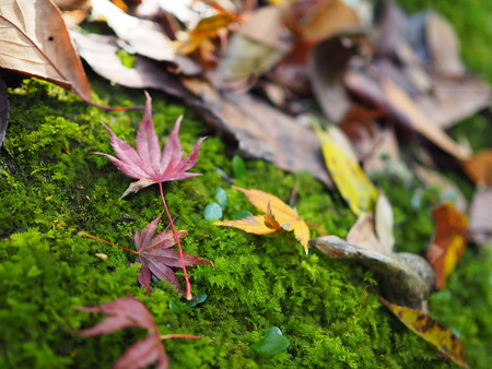 ����Թ���Į�����ή������PB261668