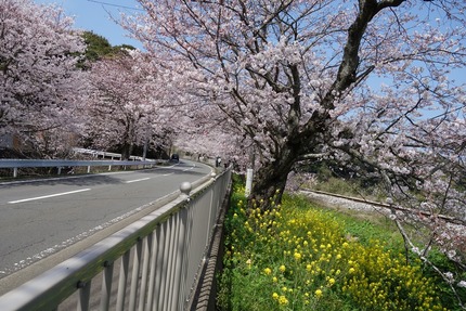 7多良見町古川の桜-DSC04108