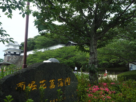 20-大村公園 花菖蒲PP5310117