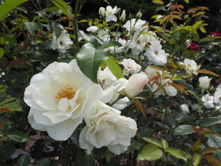 2024.05.11 諫早総合運動公園P5112870