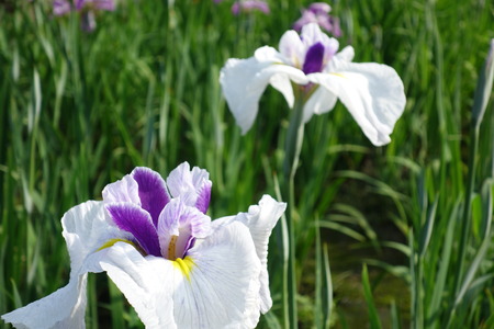 8-大村公園菖蒲DSC01300