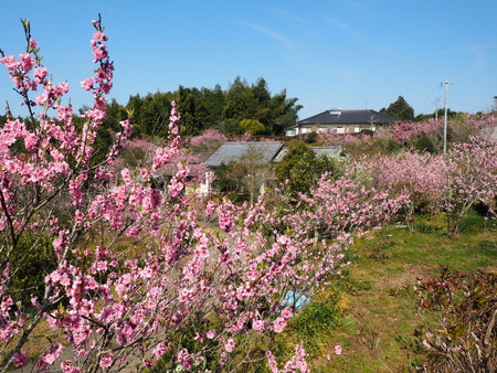 2024.03.16 大村市東大村 松本さん桃の花P3166116