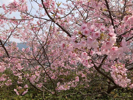 2023.03.12 長崎市 立山公園IMG_4340