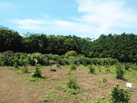 2021.05.28������Կ���Į���å���������P5232131