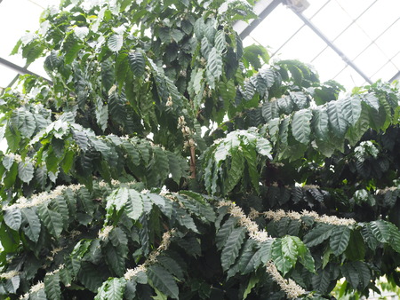 2024.07.02 大村市 長崎スコーコーヒーパークP1010684