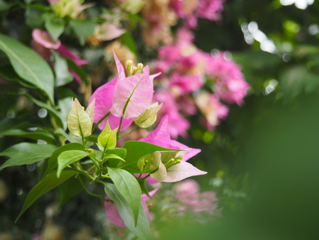 2024.07.02 大村市 長崎スコーコーヒーパークP1010754