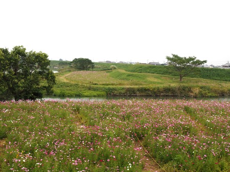 2022.10.16 諫早市不知火橋下のコスモス畑PA161743