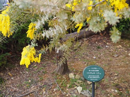 �����������˴ۤΥߥ⥶P3081870