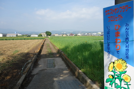 3-大村市ひまわりDSC01285