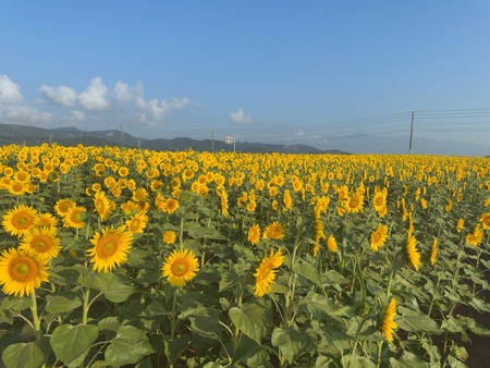 愛野町じゃがいも畑��IMG_8824
