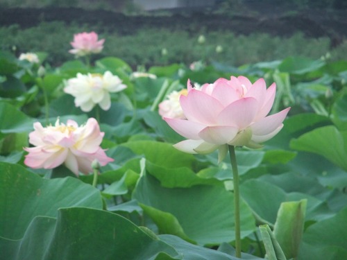 ha-(9)DSCF3147