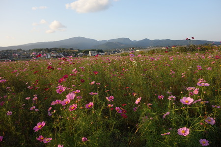 8-DSC00491