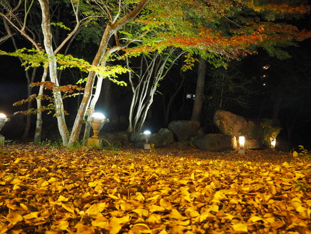 2021.11.17 ����Զ�ëĮ���¾���PB167146