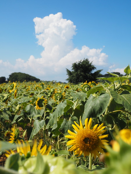 2025.08.14 南島原 大地農園ひまわり畑P8150716