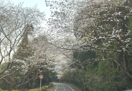 ����Կ���Į�����Υȥ�ͥ�IMG_6075