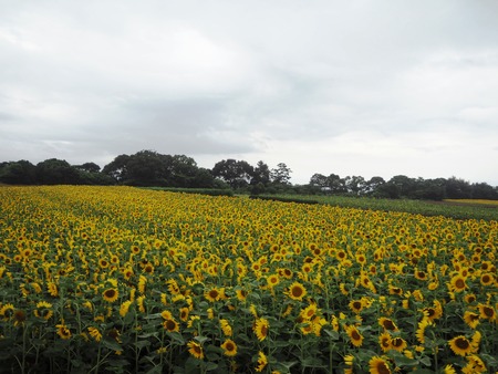 9-愛野町 国道205号線沿いP7213989