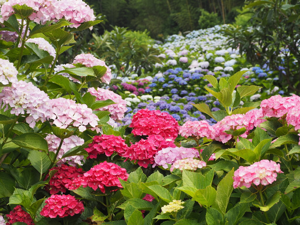 今が超絶見頃！斜面一面を彩る紫陽花！（大村市） : 長崎＠諫早市民