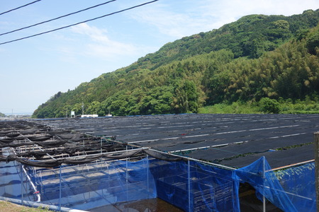 6-多良岳わさび苑DSC06135