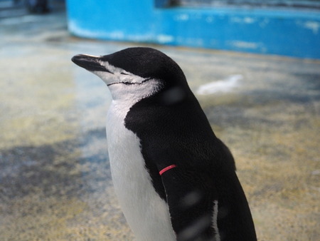 Ĺ��ԡ�Ĺ��ڥ󥮥��²��P2142027