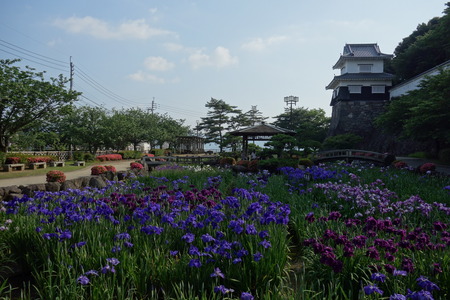 2-大村公園菖蒲DSC01342