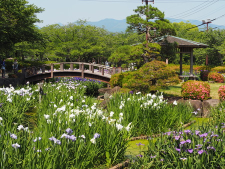 2022.06.03 大村公園 花菖蒲P6031351
