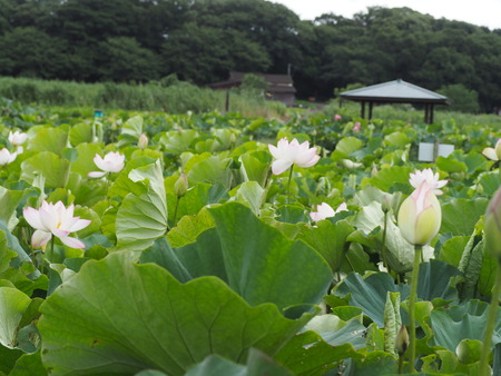 ����Կ���Į������ϥ���PP1010073