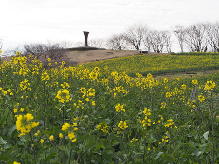 �������⸶�κڤβ�P3151468