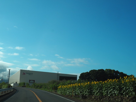 2022.08.06 雲仙市愛野町ひまわり畑P8053940
