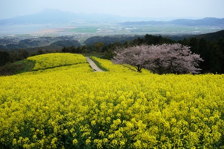 11-白木峰高原DSC06166