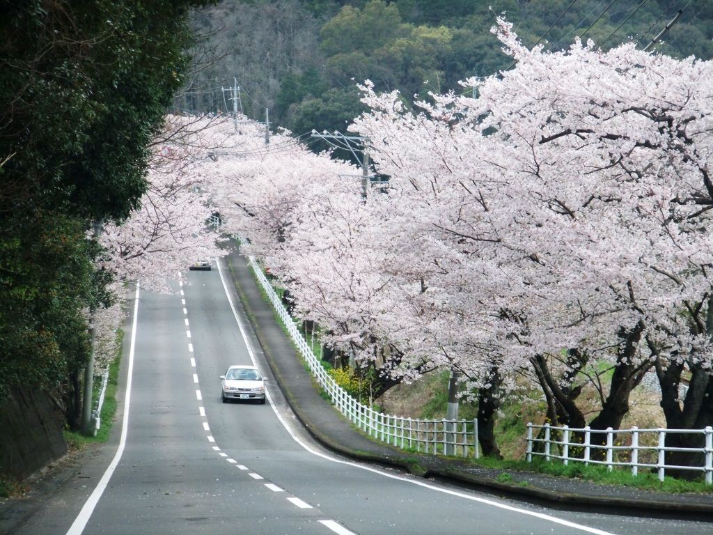 諫早の桜巡り 諫早公園 森山町桜のトンネル編 長崎 諫早市民 ふくちゃんの食う 寝る 遊ぶ日記