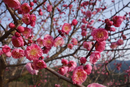 11-虎馬園DSC07611