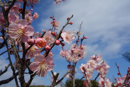 9-島原梅園DSC09553