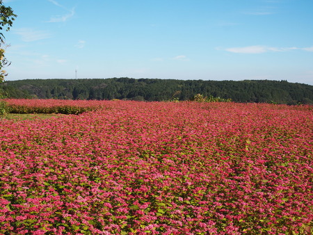 ����Ծ�Ĺ��Į�ĸ����ֶ����β�PB161404