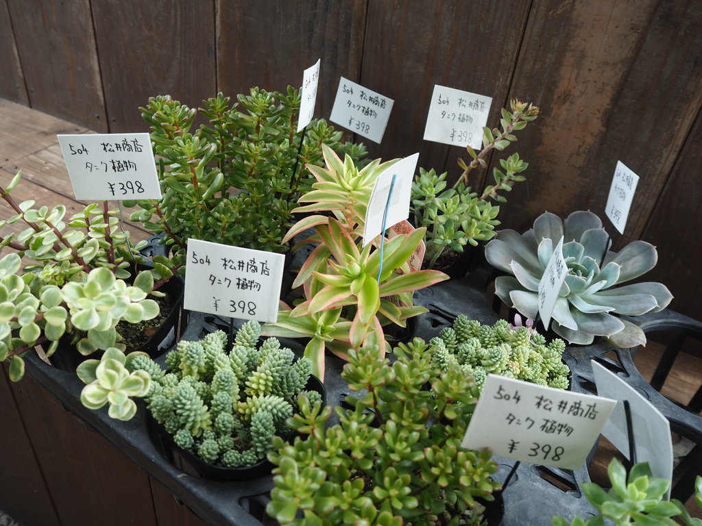 祝 移転オープン 観葉植物と雑貨のお店 松井商店 諫早市小野島町 長崎 諫早市民 ふくちゃんの食う 寝る 遊ぶ日記