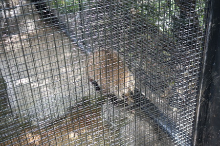 22-Ĺ���ưʪ�Ҥ���DSC09532