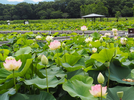 2022.06.18 諫早市森山町 唐比ハス園P6171731