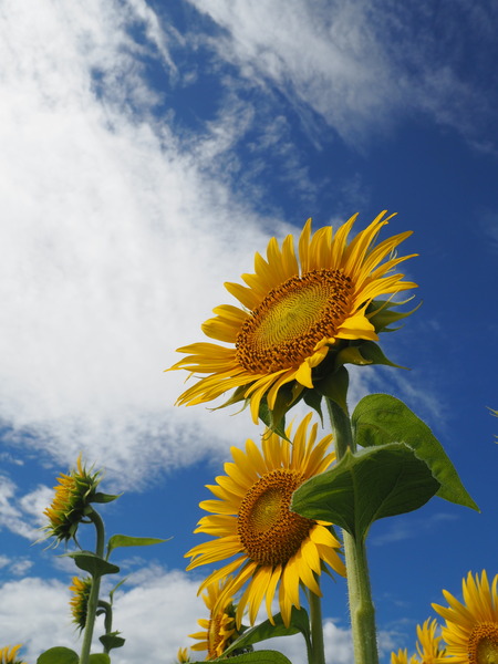 2023.08.05¡¡±ÀÀç»Ô¸ãºÊÄ®¤Ò¤Þ¤ï¤êȪP1011806