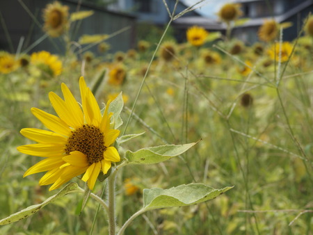 2022.07.30�縶��ͭ��Į���Ҥޤ��ȪP7303861