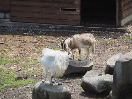 2023.06.10������Կ���Į������դ줢���Ҿ�P1019679