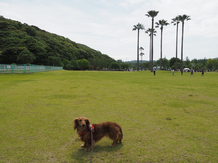 2024.05.11 諫早総合運動公園P5112855