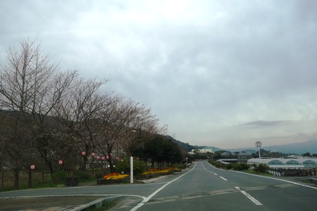 1-森山町 桜DSC00961