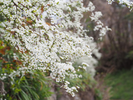 2023.03.22 大村市東大村 松本さん宅の桃の花P1017465