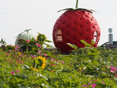 °æºê¥Õ¥ë¡¼¥Ä¥Ð¥¹Ää¤Î¥³¥¹¥â¥¹P1012134