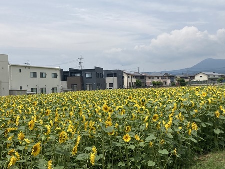 2023.06.26 大村市古賀島町 ひまわり畑IMG_2568
