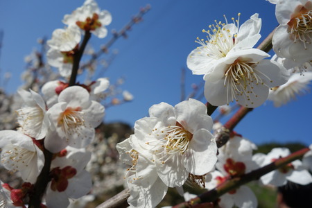 14-虎馬園DSC04892