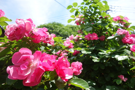 ����������Х��DSC00266