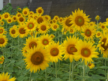 2021.07.07����Ծ�Ĺ��Į�����ե롼�ĥХ���P7078697