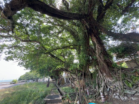 南島原市口之津町 あこう群落IMG_1798